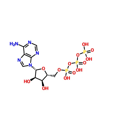 CAS : 56-65-5 adénosine triphosphate